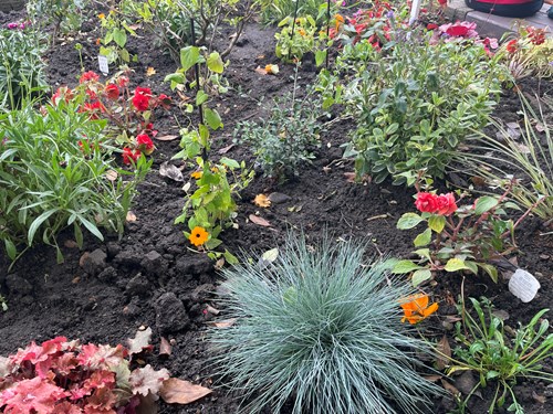 Wokingham Hospital sensory garden close up of flower beds